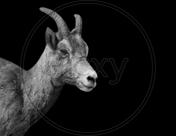 Bighorn Sheep Isolated In The Dark Background