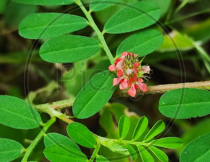 Closeup Shot Of Pandarphali Medicine Plant. Selective Focus, Background Blur