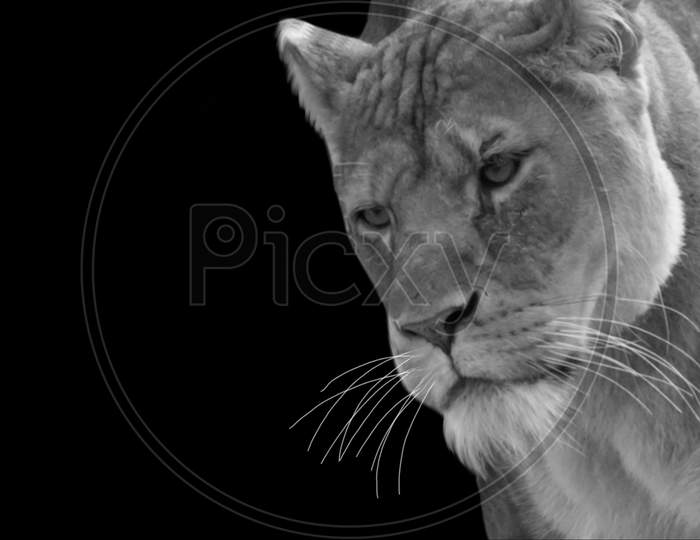Black And White Aggressive Lion Portrait In The Black Background
