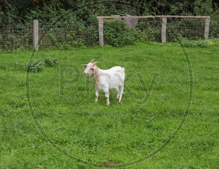 Little Goat On A Green Grass Field.