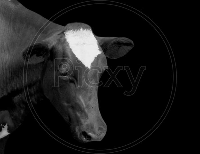 Cow Portrait In The Black Background
