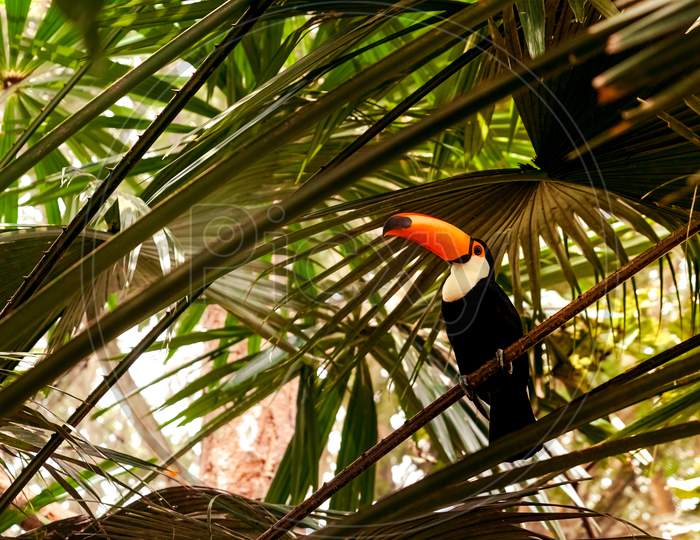Toco Toucan (Colorful Tropical Bird)