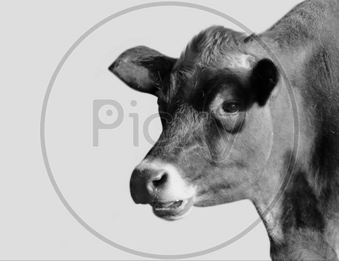 Cute Cow Isolated In The White Background