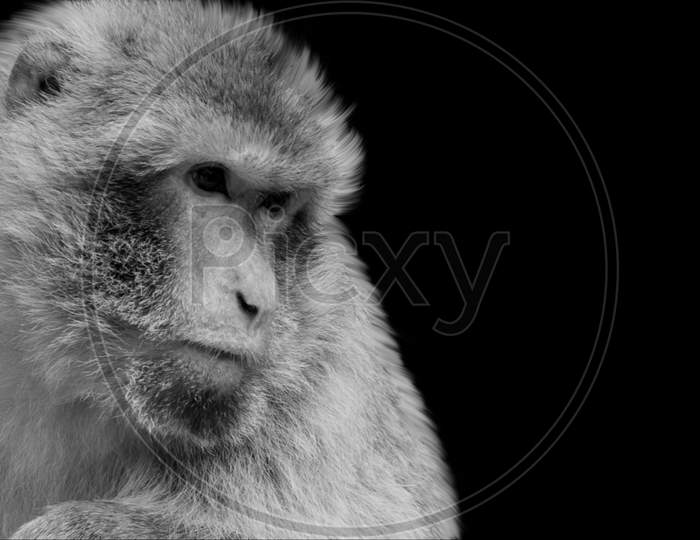 Cute Monkey Closeup In The Dark Background