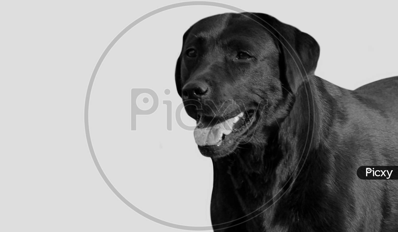 Black Labrador Retriever Closeup In The White Background