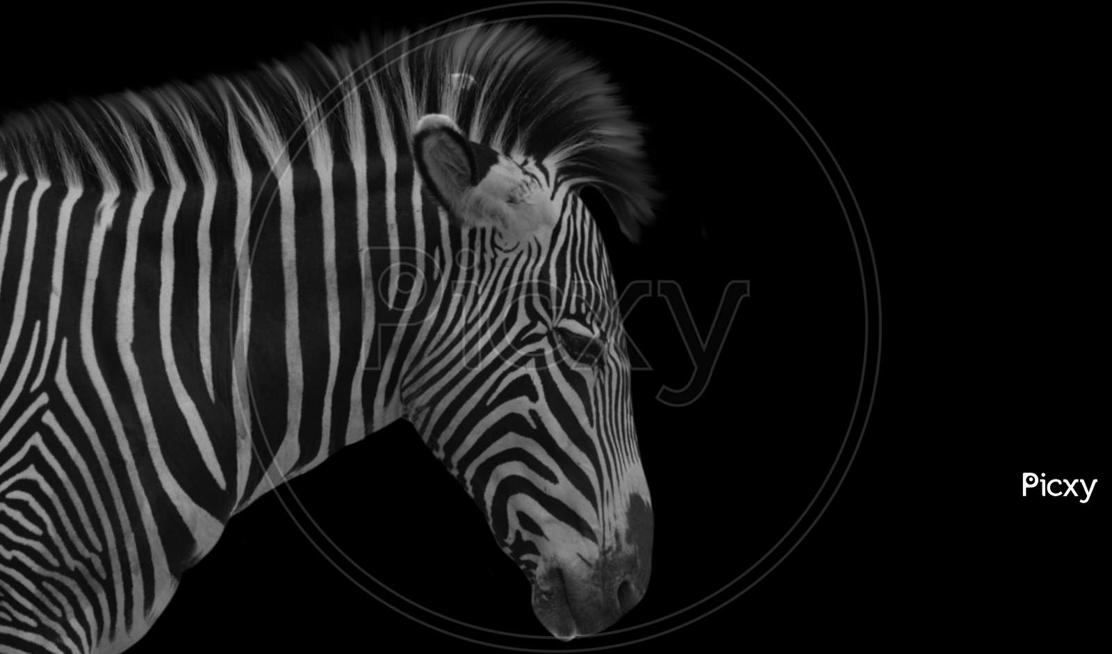 Sad Zebra Portrait In The Dark Background