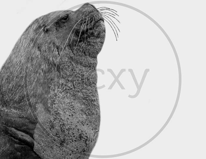 Cute Black And White Seal Portrait In The White Background