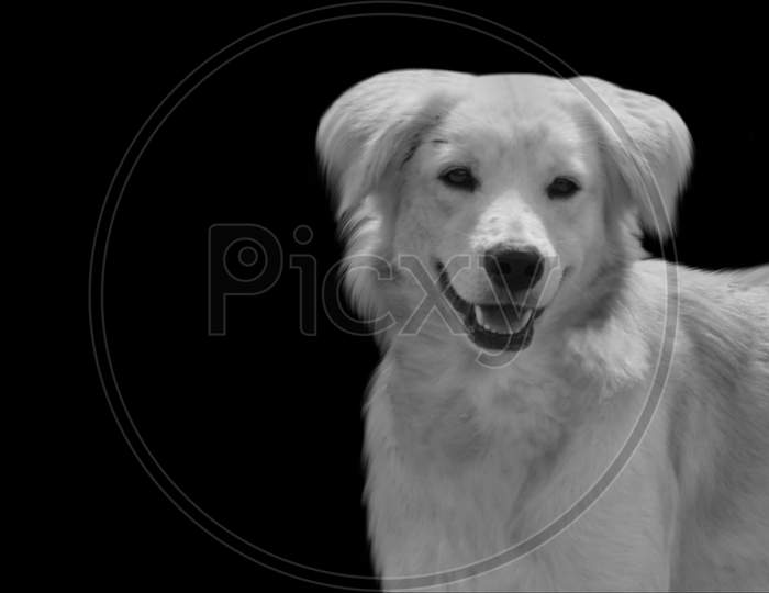 Cute White Kokoni Dog Closeup Face In The Black Background