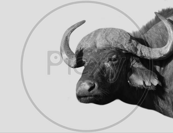Wild Buffalo Closeup In The Grey Background
