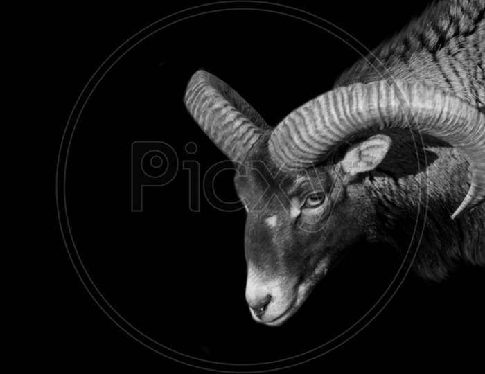 Black And White Mouflon Standing In The Black Background
