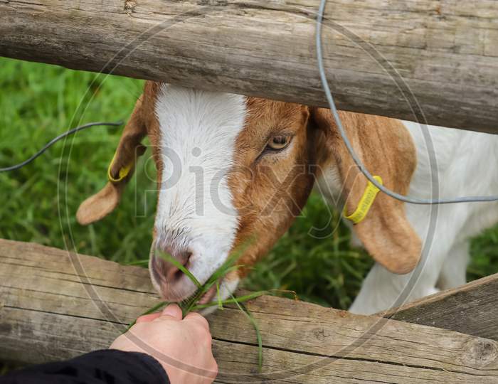 Close Up Of Goat Being Fed With Grass.