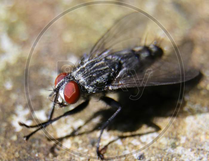 common flesh fly