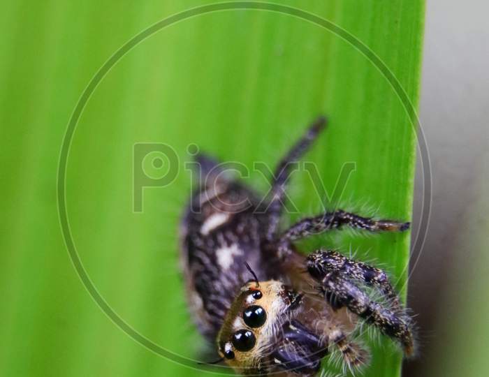 golden-brown jumping spider