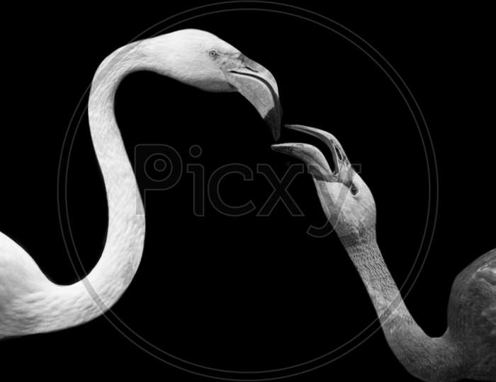 Couple Flamingo Kissing In The Black Background