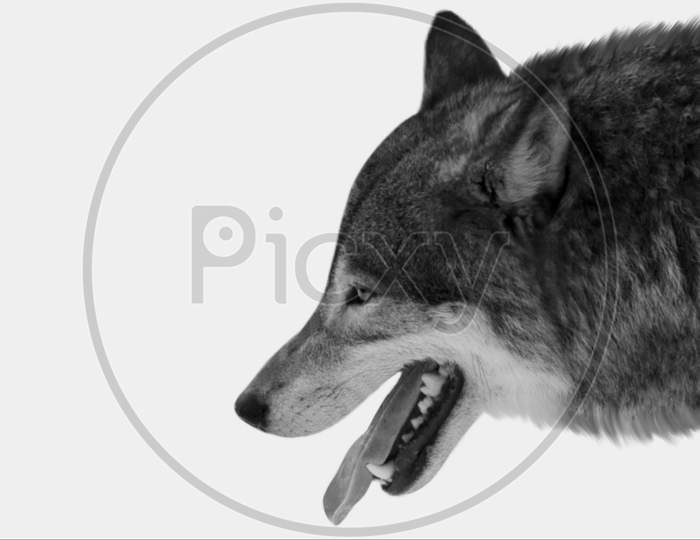 Amazing Eurasian Wolf Open Mouth In The White Background