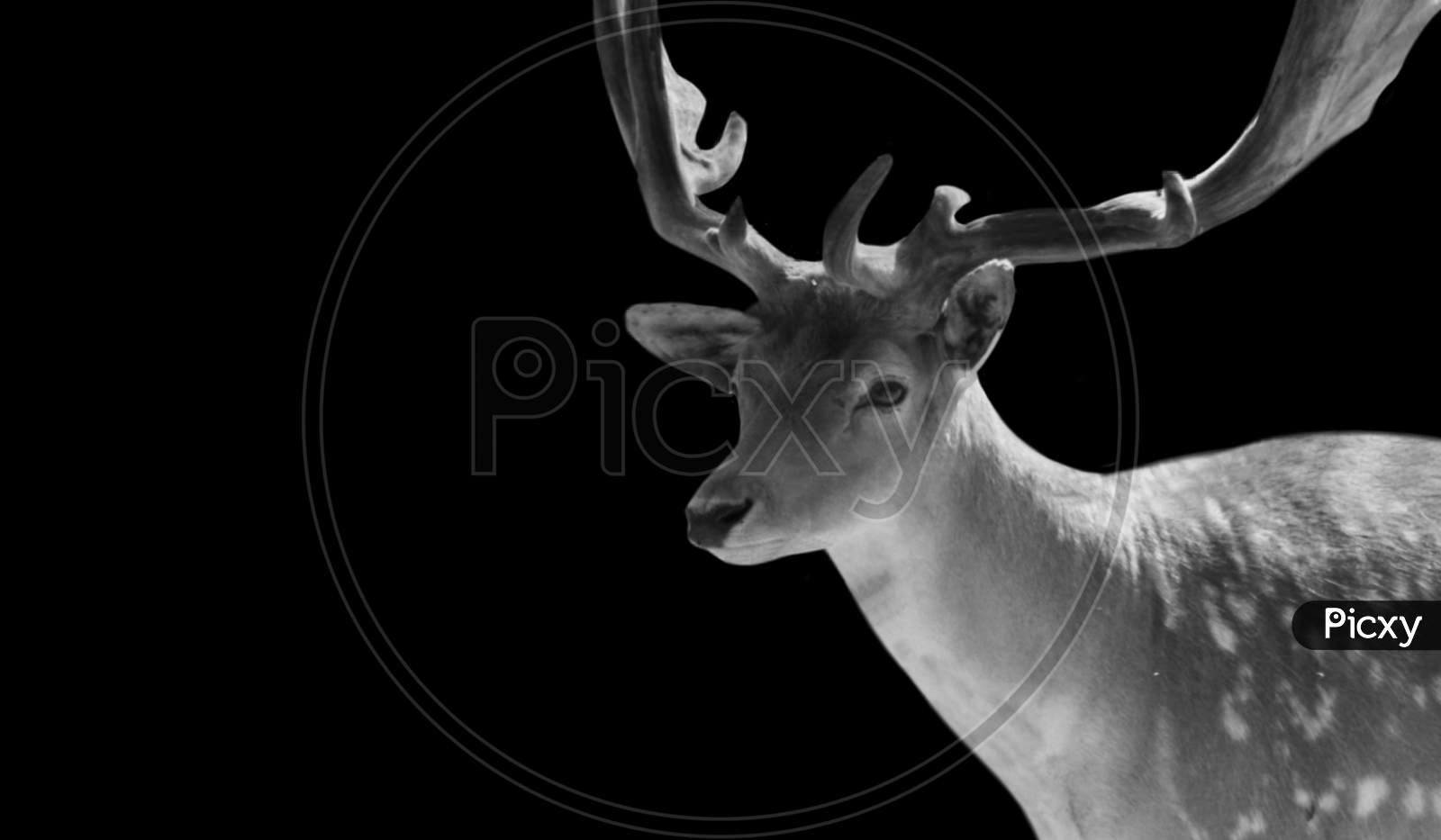 Cute Black And White Deer In The Black Background