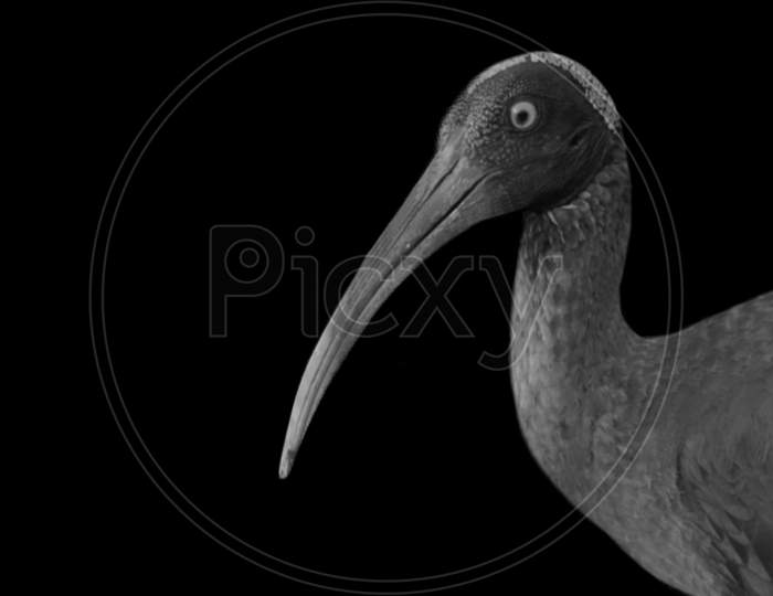 Ibis Big Bird Closeup Face In The Black Background