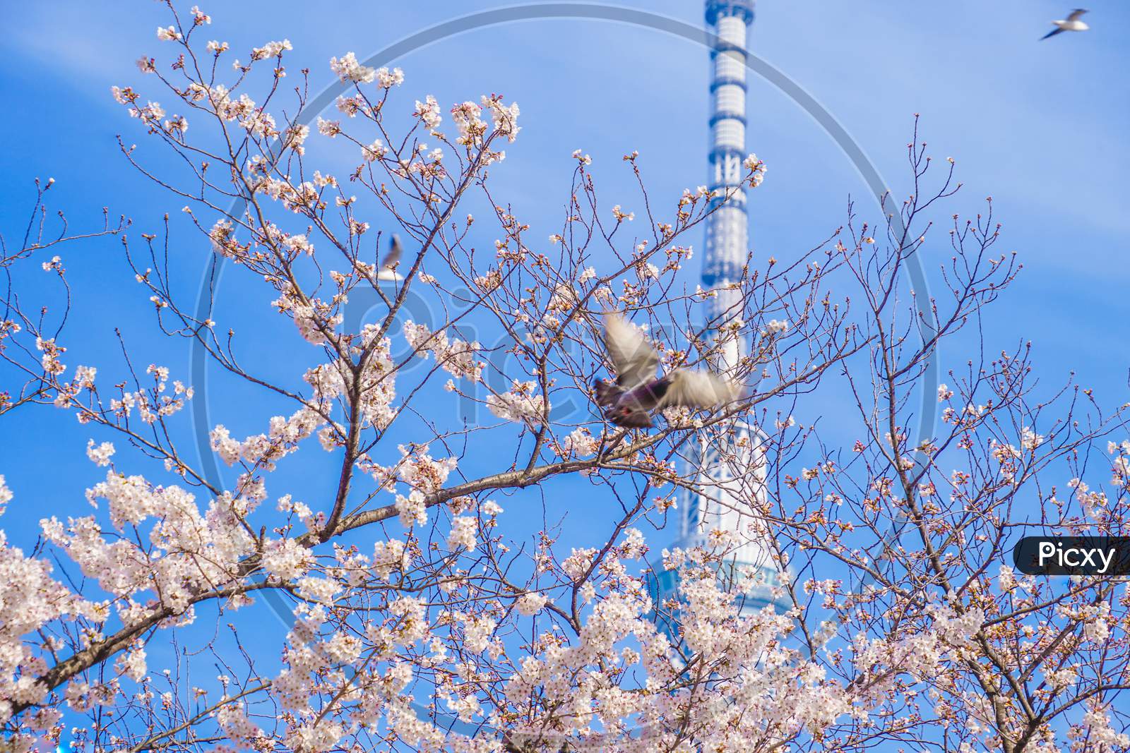 Sky Tree And Cherry Blossoms And Pigeons