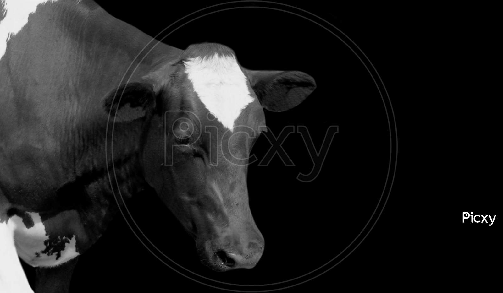 Cow Portrait In The Black Background