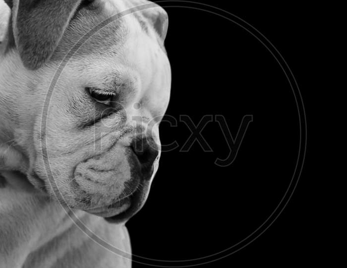 Cute Bull Dog Face In The Black Background