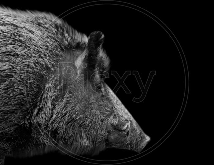 Central European Boar Closeup In The Black Background