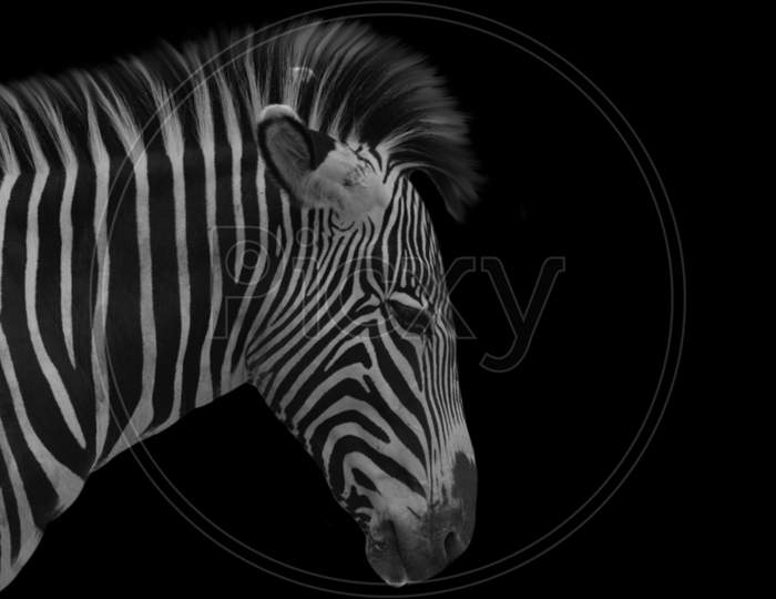 Sad Zebra Portrait In The Dark Background