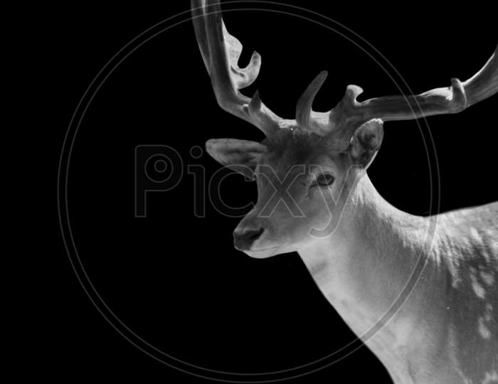 Cute Black And White Deer In The Black Background