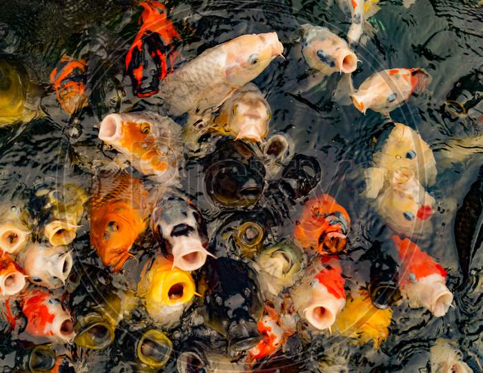 A Large Amount Of Colorful Carp