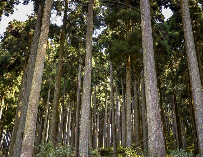 Pine forest of lamahata,Kalimpong
