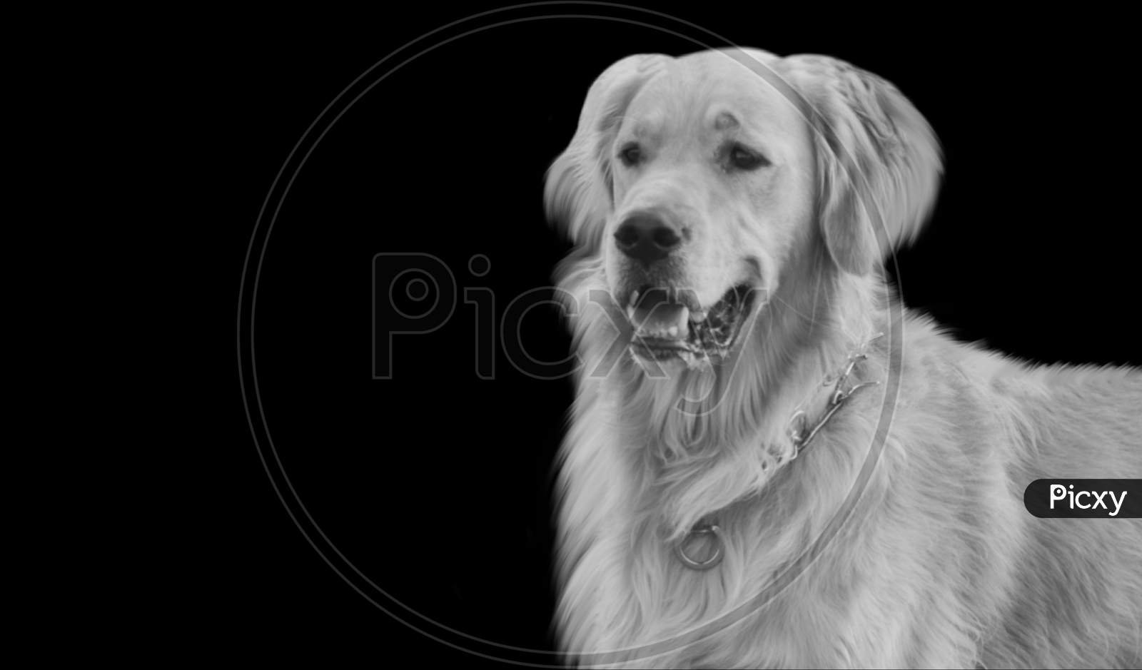 Beautiful Golden Retriever Dog Face In The Black Background