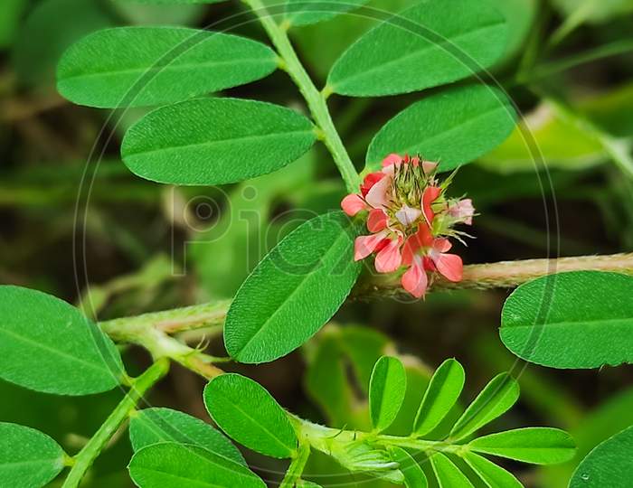 Closeup Shot Of Pandarphali Medicine Plant. Selective Focus, Background Blur