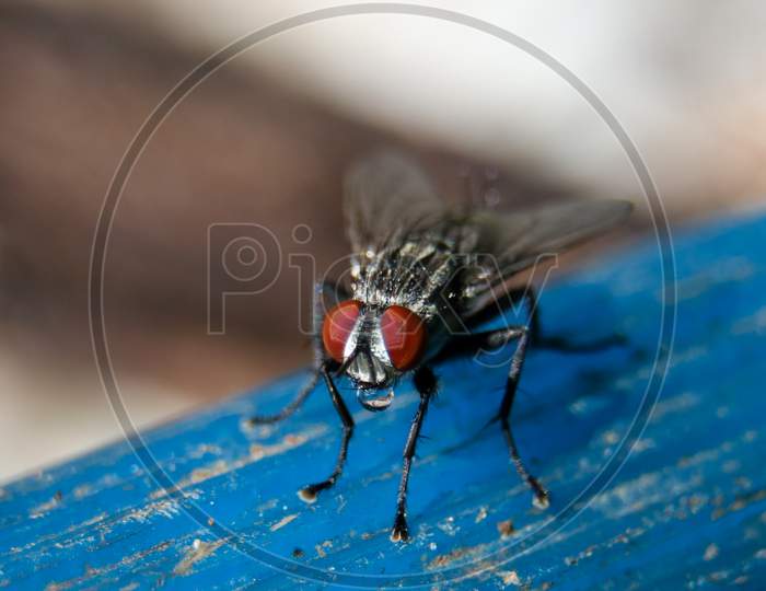 common flesh fly