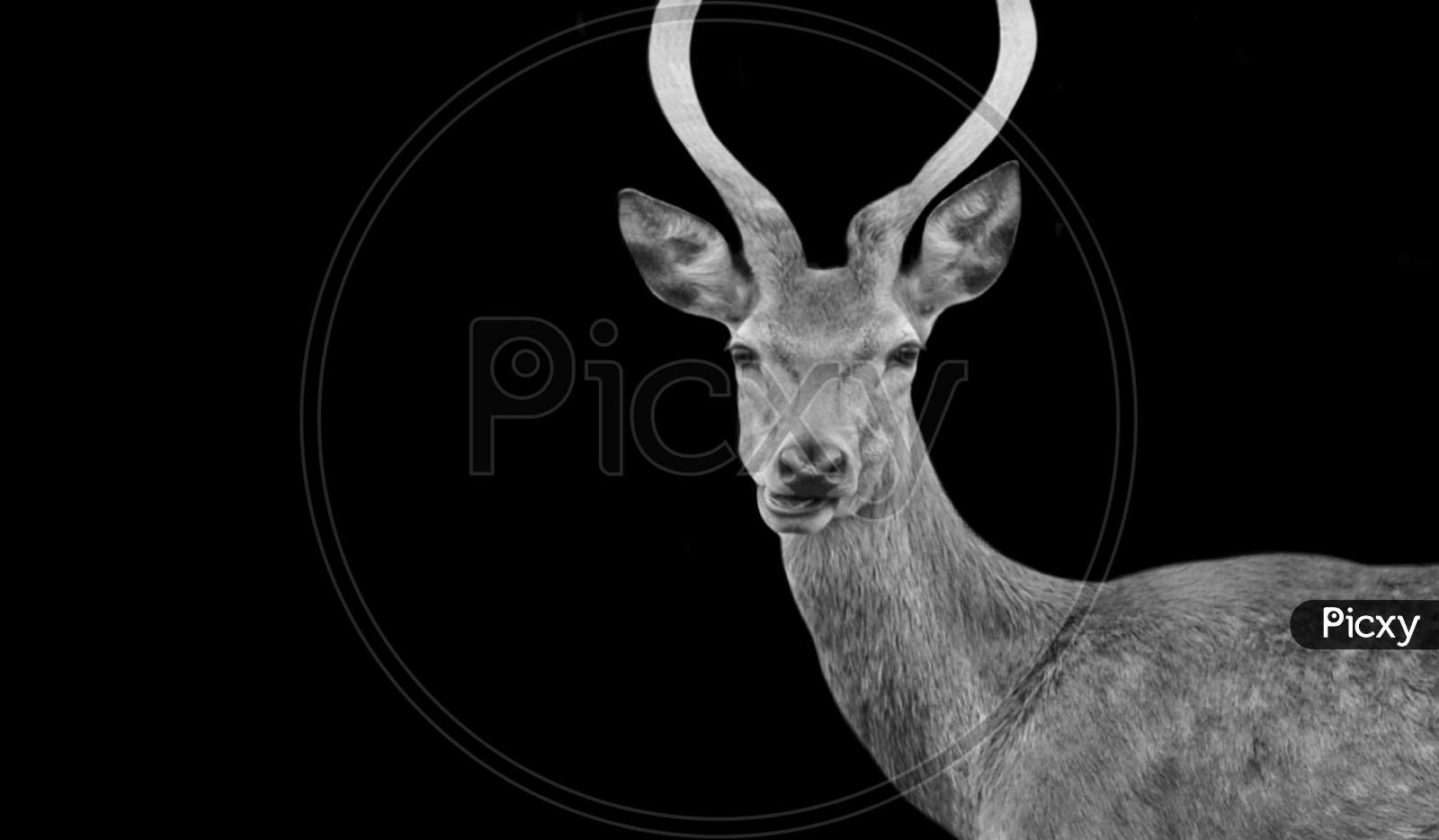 Black And White Roe Deer Portrait In The Black Background