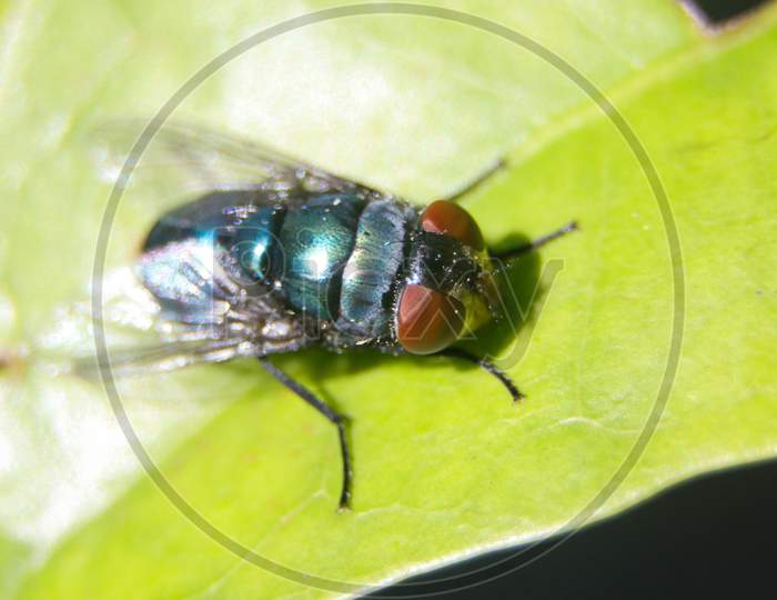 common oriental latrine fly