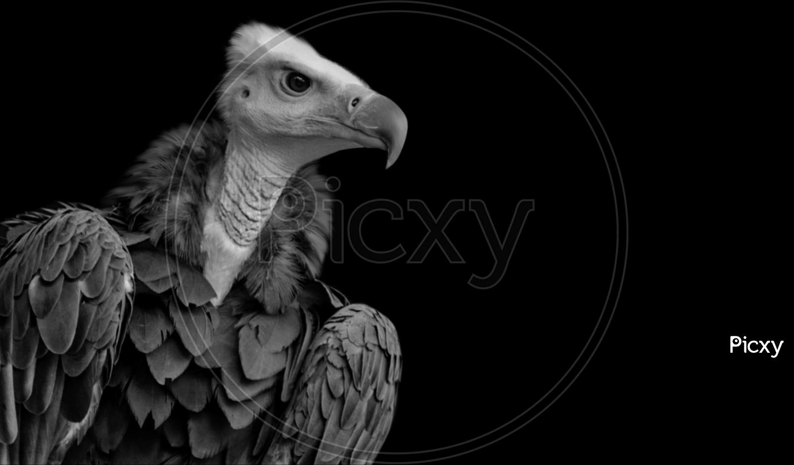Dangerous Black And White Vulture Bird Sitting In The Black Background