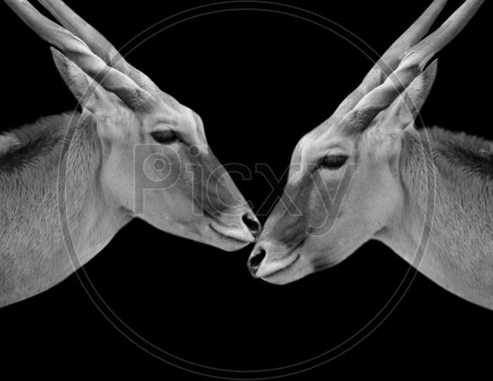 Two Couple Common Eland Closeup In The Black Background