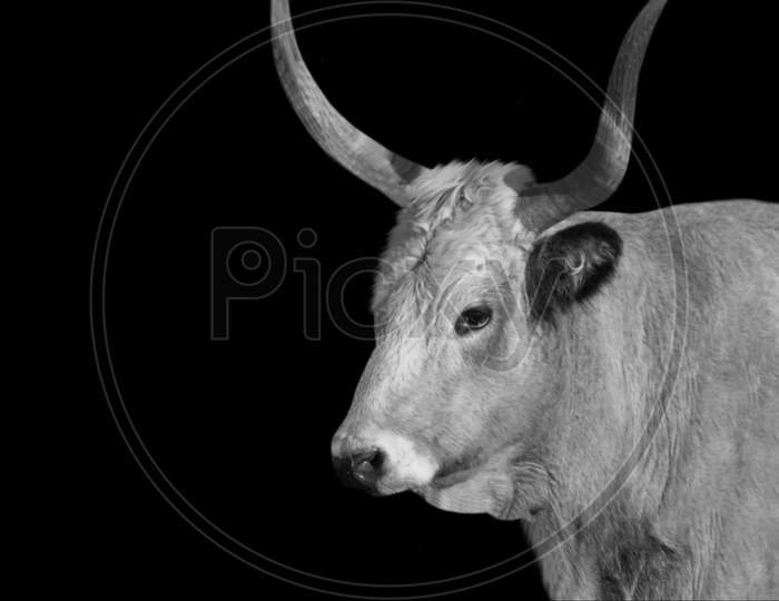 Big Horn Cow Portrait In The Black Background