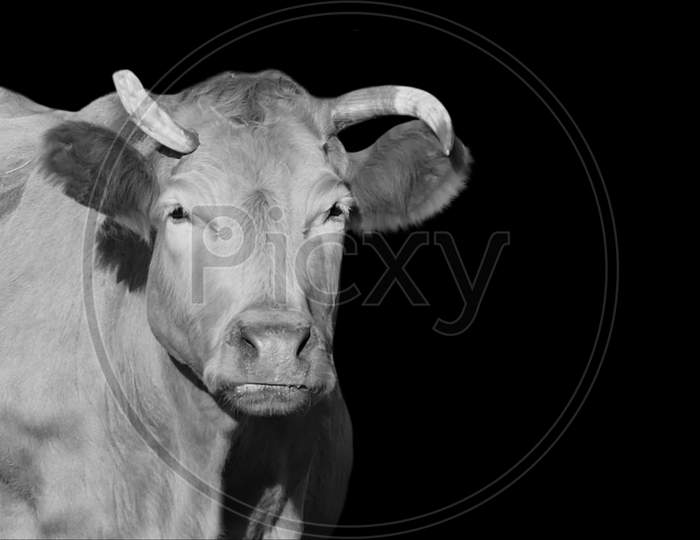 Sad Cow Isolated In The Black Background
