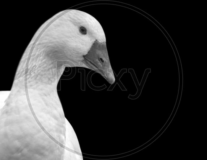 Cute Beautiful White Duck Closeup In The Black Background