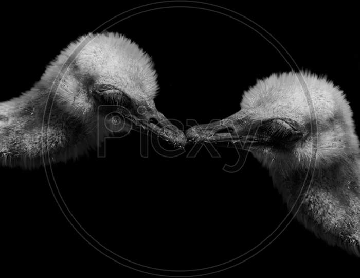 Two Couple Ostrich Kissing In The Black Background