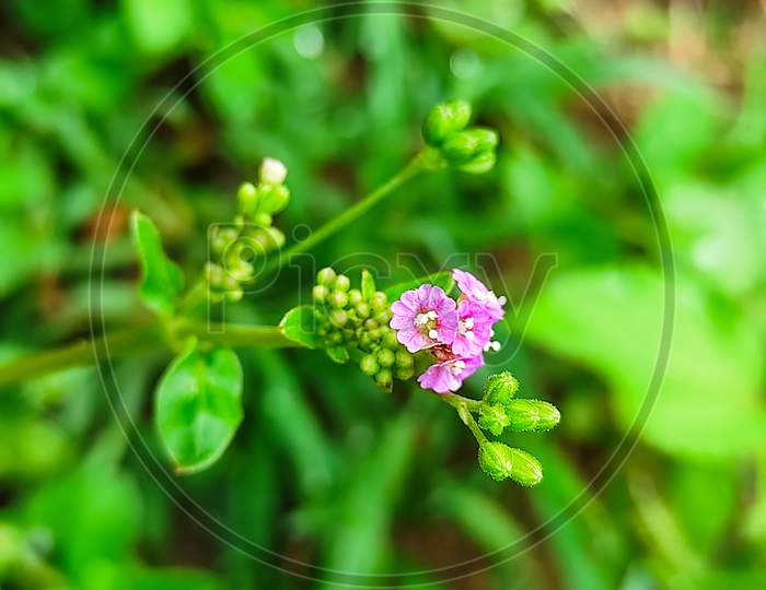 Selective Focus Of Punarnava Medicine Plant