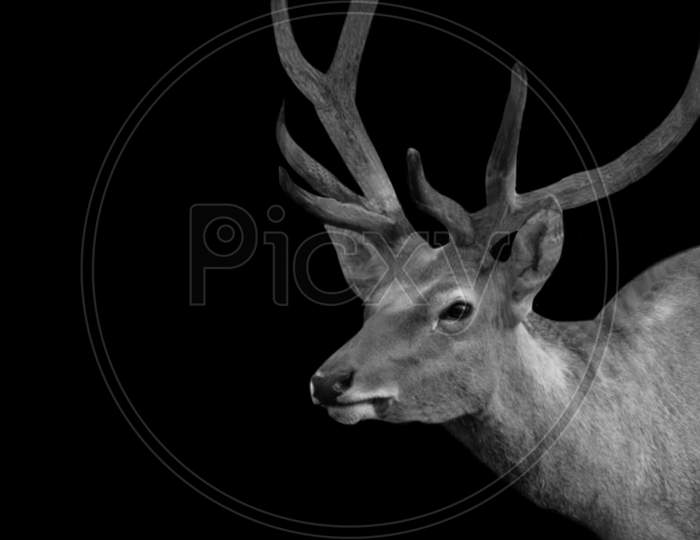 Deer Closeup In The Dark Background