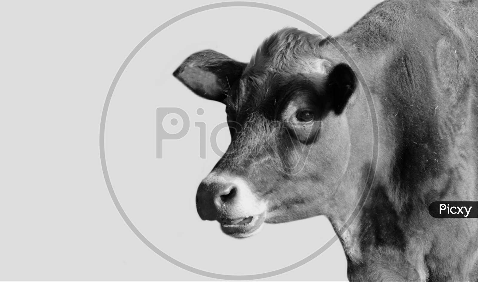 Cute Cow Isolated In The White Background