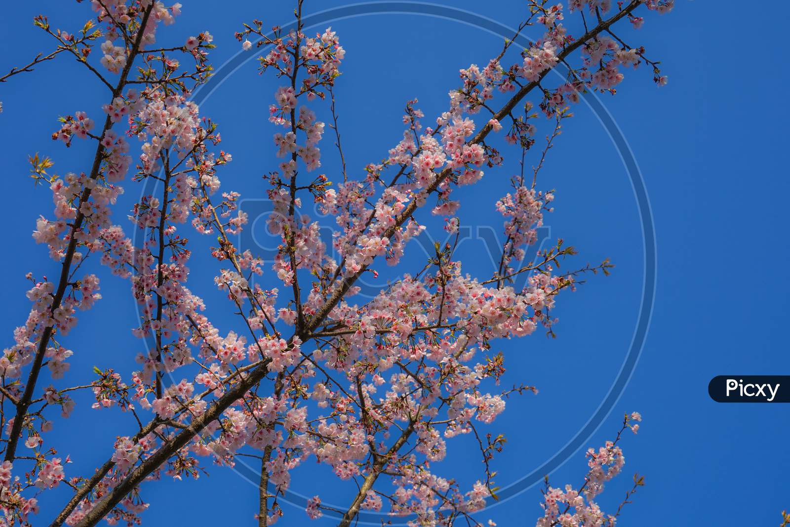 Blue Sky And Cherry Image