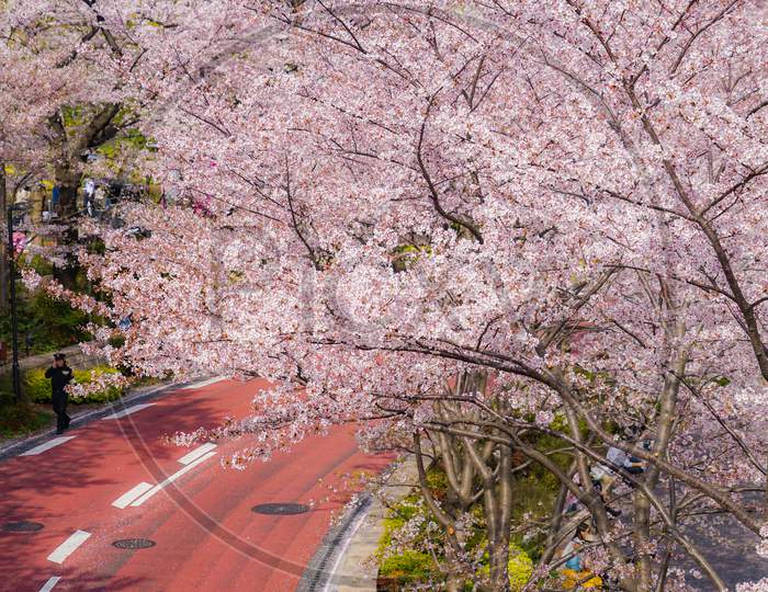 Roads Wrapped In The Cherry Blossoms In Full Bloom