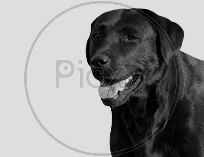 Black Labrador Retriever Closeup In The White Background