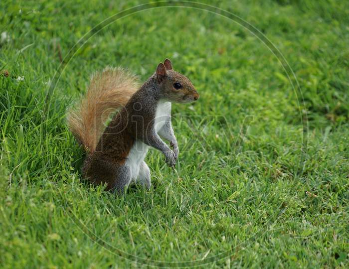Squirrel Image Standing In Grassland