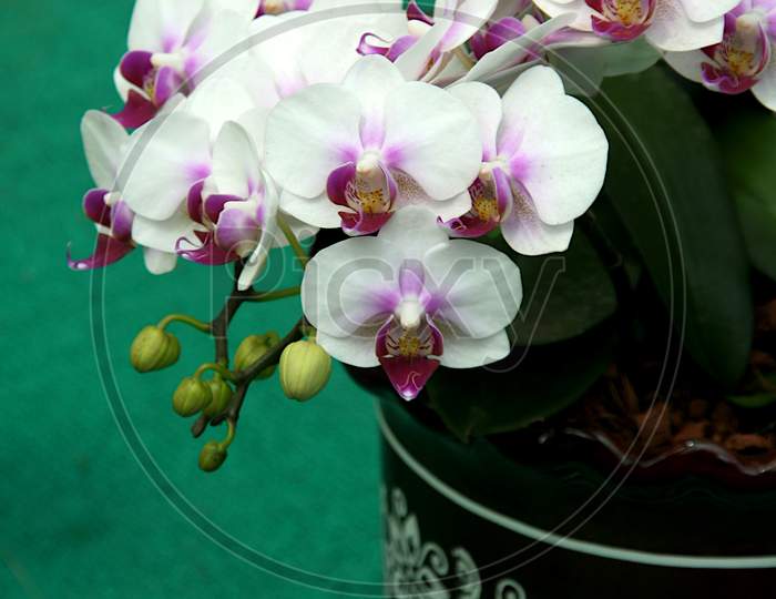 Vase Of White Orchid Flowers