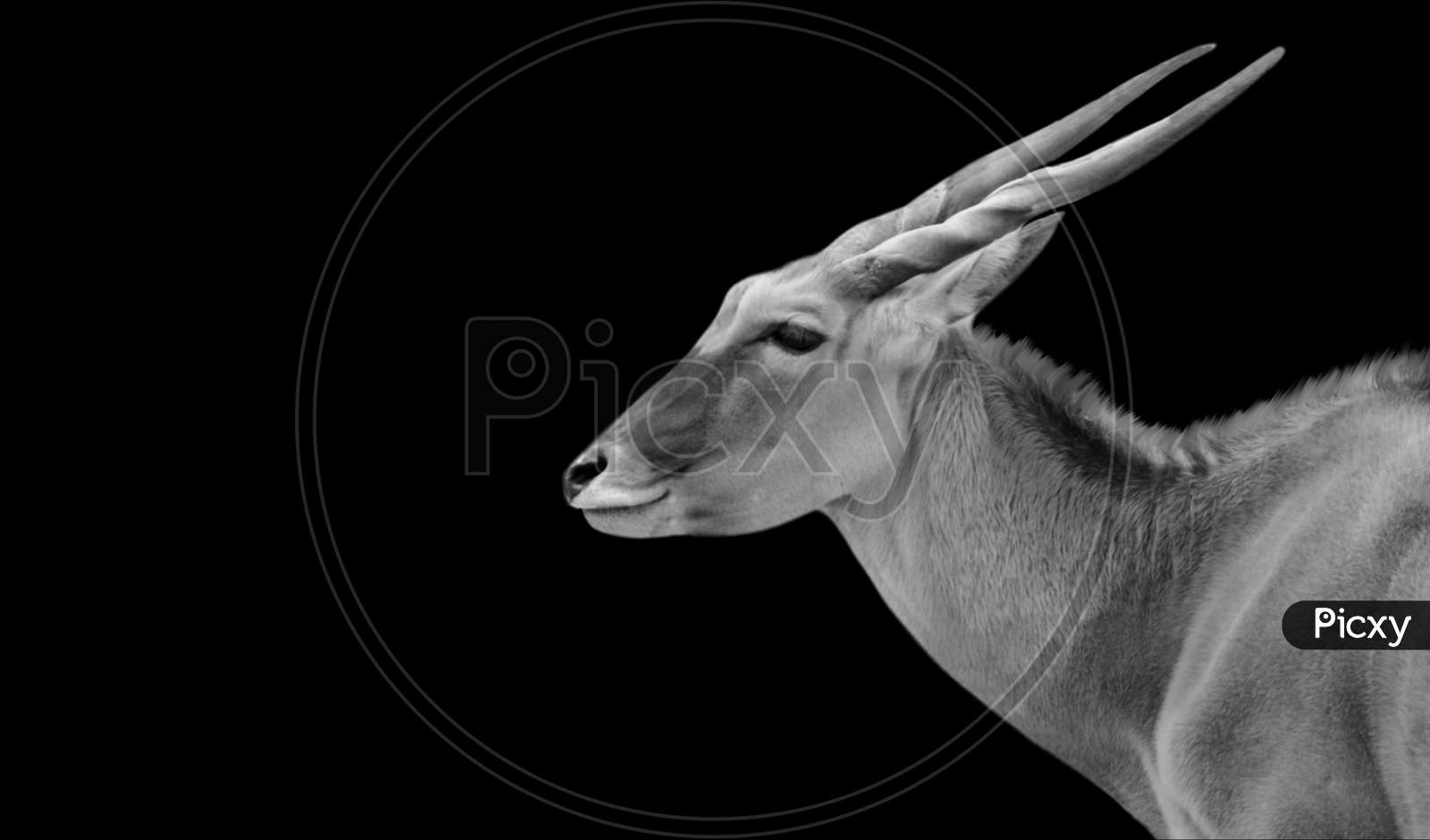 Cute Common Eland Face In The Dark Background