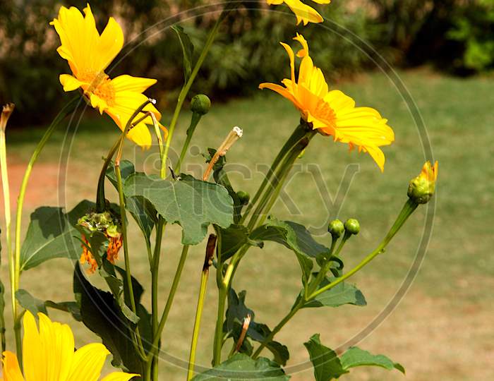 Yellow Cosmos Flowers And Buds
